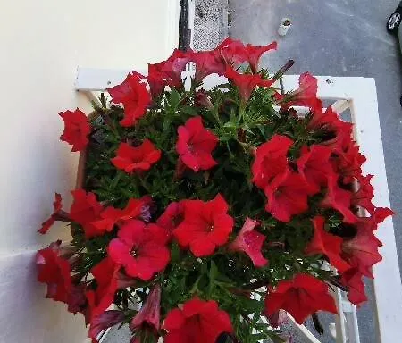 Guest house Casa Amarela