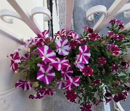 Guest house Casa Amarela 3*